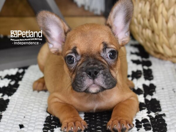 French Bulldog-DOG-Female-Red-4358-Petland Lee's Summit, MO