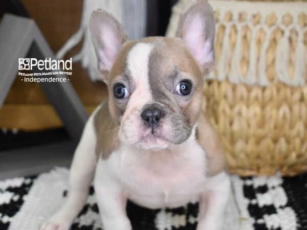 French Bulldog-DOG-Male-Blue Fawn Piebald-4353-Petland Lee's Summit, MO