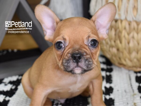 French Bulldog-DOG-Male-Red-4359-Petland Lee's Summit, MO