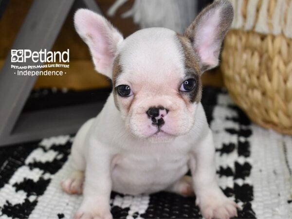 French Bulldog-DOG-Male-Blue Fawn Piebald-4354-Petland Lee's Summit, MO