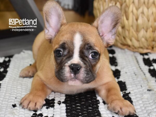 French Bulldog-DOG-Male-Red-4357-Petland Lee's Summit, MO