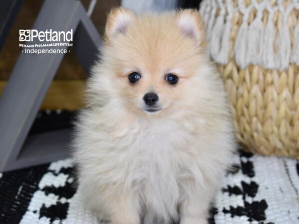 Pomeranian-DOG-Female-Cream-4352-Petland Lee's Summit, MO