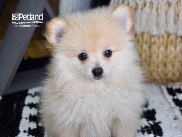 Pomeranian-DOG-Male-Cream-4351-Petland Lee's Summit, MO