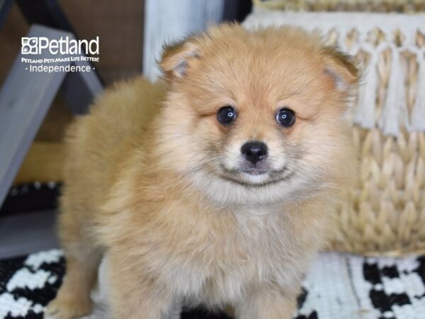 Pomeranian-DOG-Male-Sable-4350-Petland Lee's Summit, MO