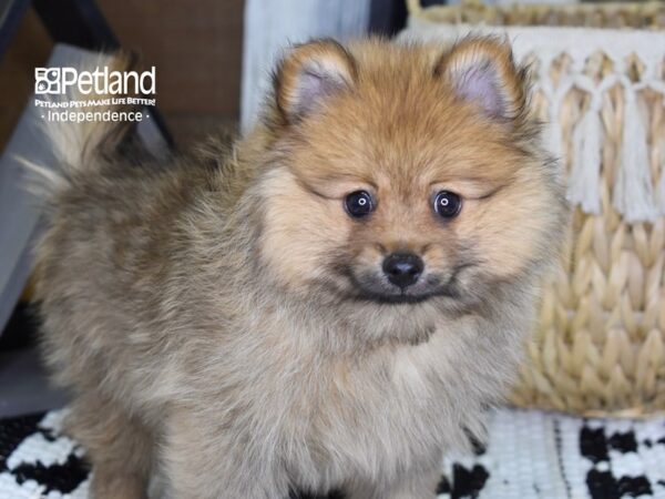 Pomeranian-DOG-Male-Sable-4349-Petland Lee's Summit, MO
