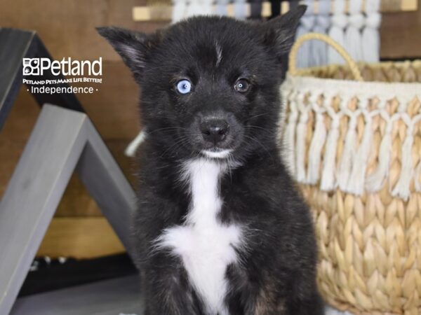 Alaskan Klee Kai-DOG-Female-Black-4362-Petland Lee's Summit, MO