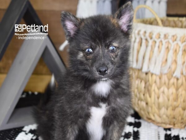 Alaskan Klee Kai-DOG-Male-Black-4360-Petland Lee's Summit, MO
