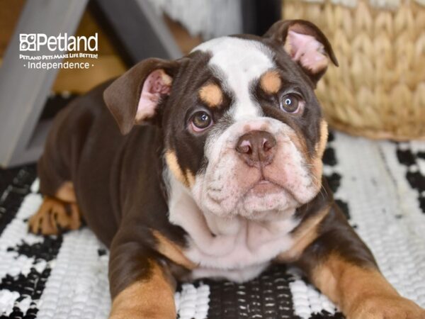 English Bulldog-DOG-Female-Chocolate and Tan-4341-Petland Lee's Summit, MO