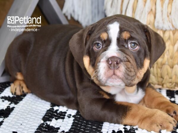 English Bulldog-DOG-Female-Chocolate and Tan-4340-Petland Lee's Summit, MO