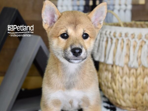 Shiba Inu-DOG-Female-Red Sesame-4343-Petland Lee's Summit, MO