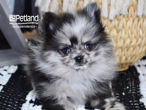 Pomeranian-DOG-Male-Blue Merle-4366-Petland Lee's Summit, MO