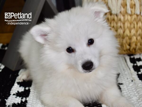 American Eskimo-DOG-Male-White-4367-Petland Lee's Summit, MO