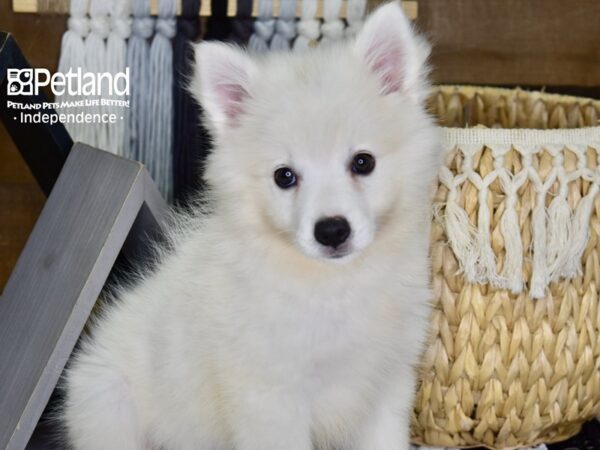 American Eskimo-DOG-Female-White-4348-Petland Lee's Summit, MO