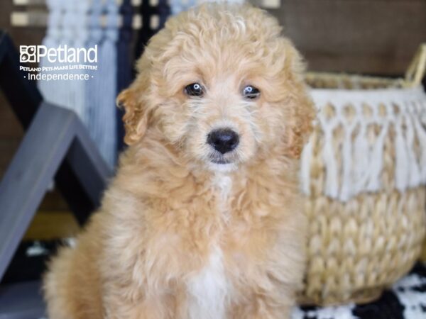 Eskipoo-DOG-Male-White-4368-Petland Lee's Summit, MO