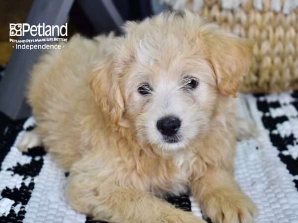 Eskipoo-DOG-Male-White-4370-Petland Lee's Summit, MO