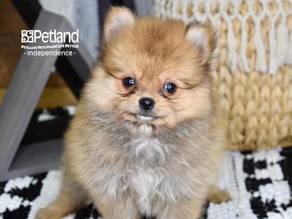 Pomeranian-DOG-Male-Sable-4363-Petland Lee's Summit, MO