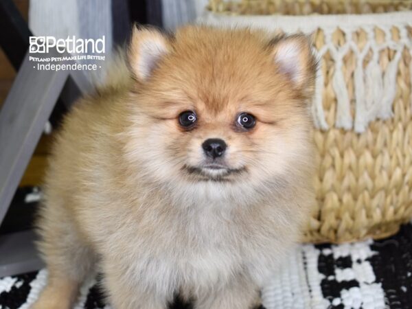 Pomeranian-DOG-Male-Sable-4364-Petland Lee's Summit, MO