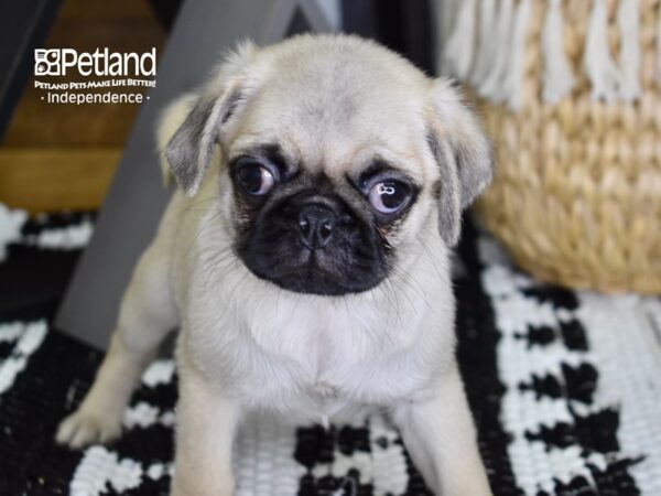 Pug-DOG-Male-Fawn-4377-Petland Lee's Summit, MO