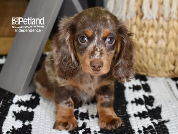 Dachshund-DOG-Male-Chocolate Dapple-4376-Petland Lee's Summit, MO