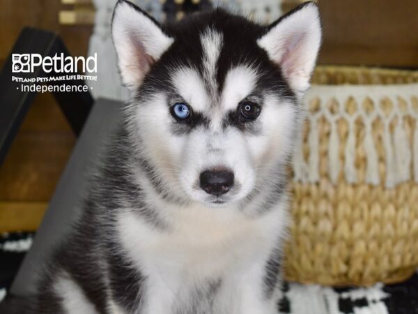 Siberian Husky-DOG-Female-Black & White-4375-Petland Lee's Summit, MO