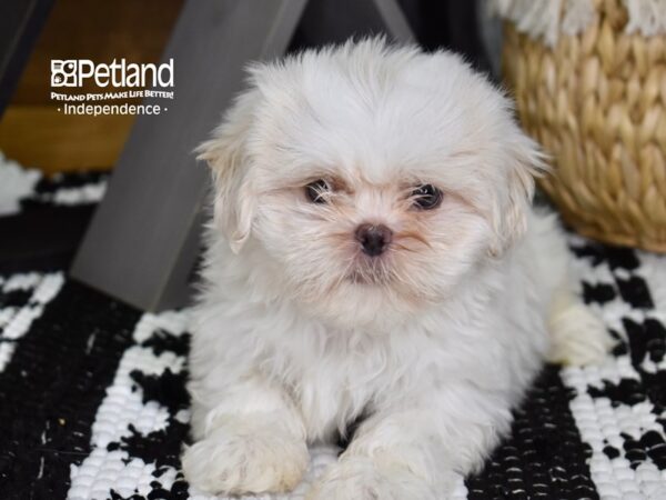 Shih Tzu-DOG-Female-Lavendar & White-4374-Petland Lee's Summit, MO