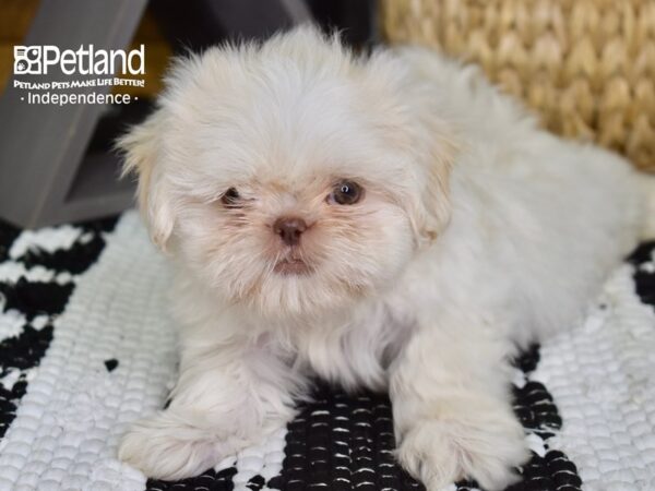 Shih Tzu-DOG-Male-Lavendar & White-4373-Petland Lee's Summit, MO