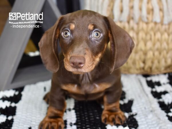 Dachshund-DOG-Male-Chocolate & Tan-4385-Petland Lee's Summit, MO