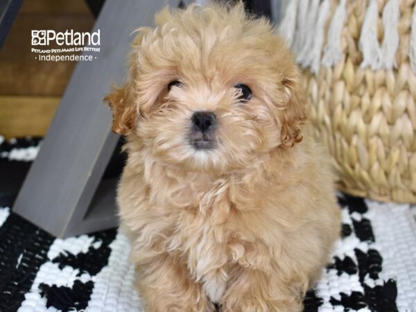 Peke-A-Poo-DOG-Female-Apricot-4384-Petland Lee's Summit, MO