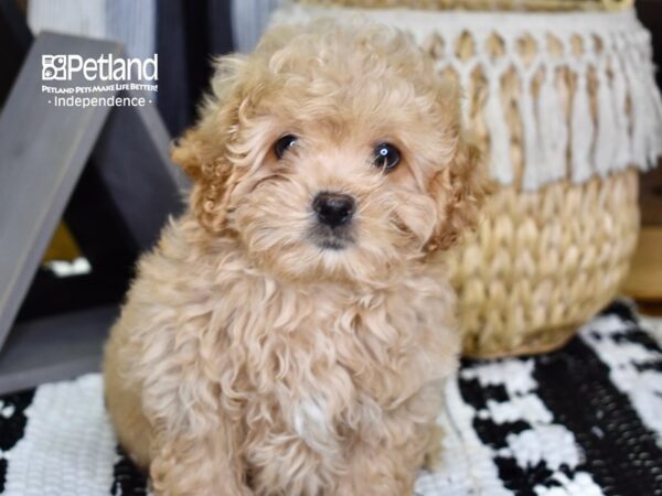 Peke-A-Poo-DOG-Male-Apricot-4383-Petland Lee's Summit, MO