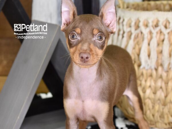 Miniature Pinscher-DOG-Male-Chocolate & Tan-4382-Petland Lee's Summit, MO