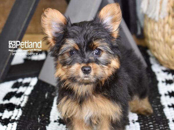 Yorkshire Terrier-DOG-Female-Black and Tan-4378-Petland Lee's Summit, MO
