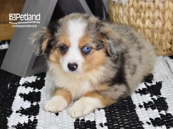 Toy Australian Shepherd-DOG-Female-Blue Merle-4391-Petland Lee's Summit, MO