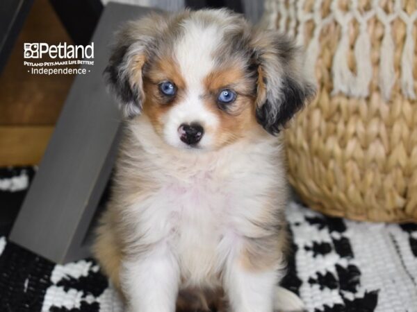 Toy Australian Shepherd-DOG-Male-Blue Merle-4390-Petland Lee's Summit, MO