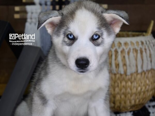 Siberian Husky-DOG-Male-Silver & White-4389-Petland Lee's Summit, MO