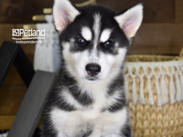 Siberian Husky-DOG-Male-Black & White-4388-Petland Lee's Summit, MO