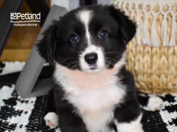 Cardigan Welsh Corgi-DOG-Female-Black & White-4403-Petland Lee's Summit, MO