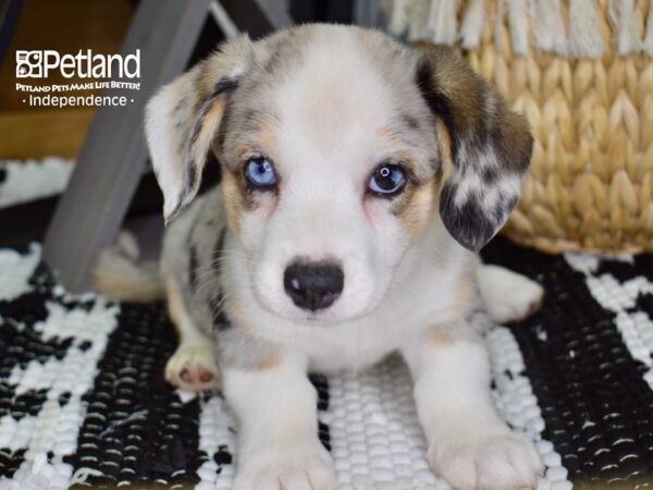 Cardigan Welsh Corgi-DOG-Male-Blue Merle-4402-Petland Lee's Summit, MO