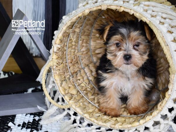 Morkie-DOG-Female-Black & Tan-4397-Petland Lee's Summit, MO