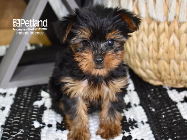 Yorkshire Terrier-DOG-Female-Black & Tan-4396-Petland Lee's Summit, MO
