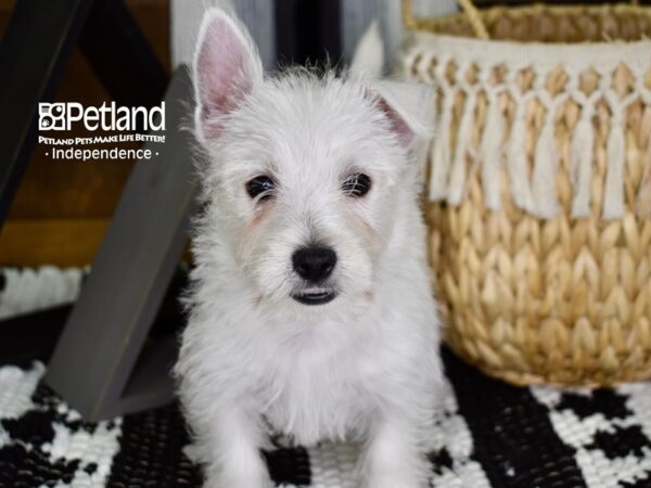 West Highland White Terrier-DOG-Female-White-4395-Petland Lee's Summit, MO