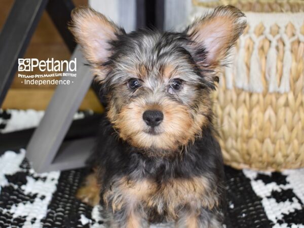 Silky Terrier-DOG-Male-Silver Black and Tan-4394-Petland Lee's Summit, MO