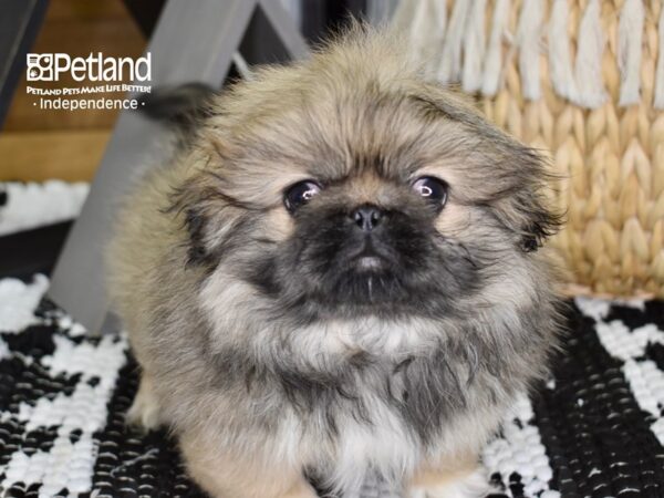 Pekingese-DOG-Female-Fawn Sable-4393-Petland Lee's Summit, MO