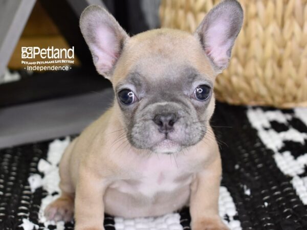 French Bulldog-DOG-Female-Blue Piebald-4401-Petland Lee's Summit, MO