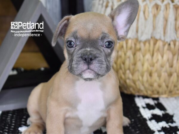 French Bulldog-DOG-Male-Blue Fawn-4399-Petland Lee's Summit, MO