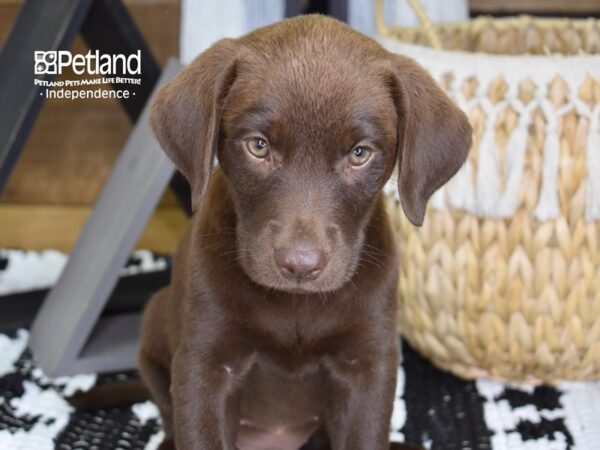 Labrador Retriever-DOG-Female-Chocolate-4405-Petland Lee's Summit, MO