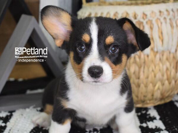 Cardigan Welsh Corgi-DOG-Male-Black & White-4415-Petland Lee's Summit, MO