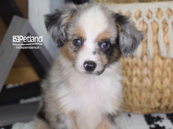 Toy Australian Shepherd-DOG-Female-Blue Merle-4410-Petland Lee's Summit, MO