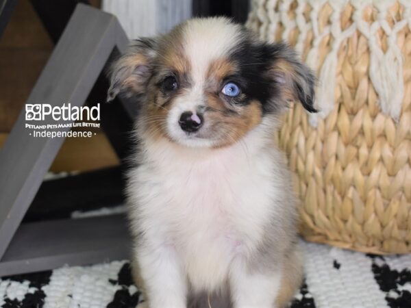 Toy Australian Shepherd-DOG-Male-Blue Merle-4414-Petland Lee's Summit, MO