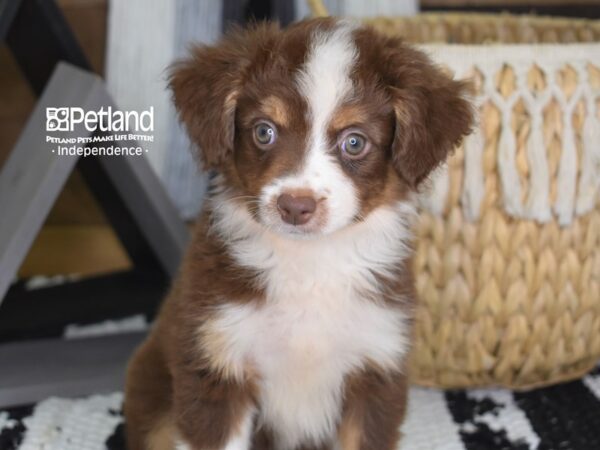 Toy Australian Shepherd-DOG-Female-Red Tri-4411-Petland Lee's Summit, MO