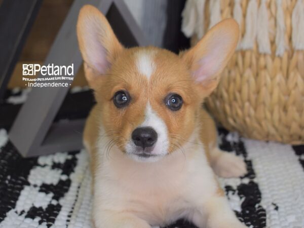 Pembroke Welsh Corgi-DOG-Female-Sable-4420-Petland Lee's Summit, MO